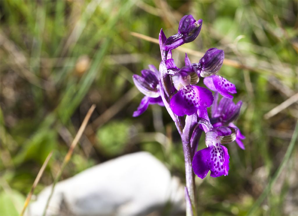 Anacamptis x gennarii